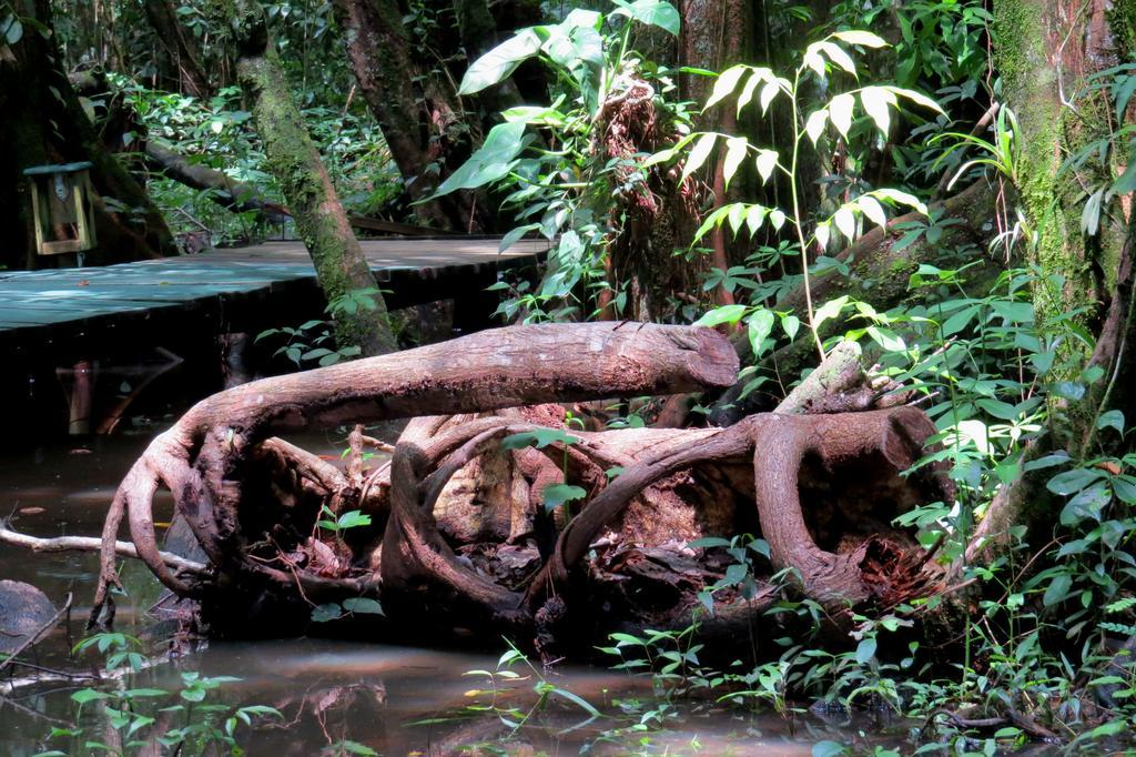 Hotel Casa Perico Rio Dulce Luaran gambar